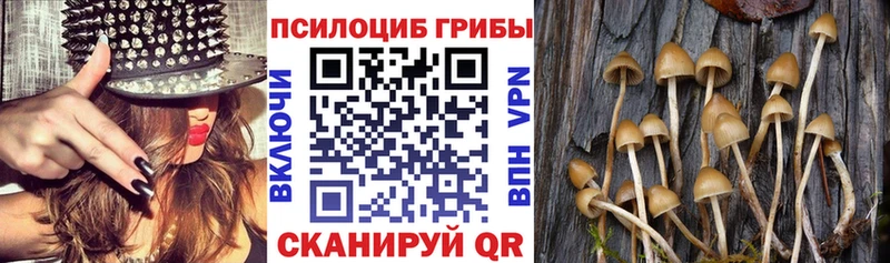 Псилоцибиновые грибы Psilocybe Липки